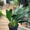 sansevieria moonshine snake plant 21cm pot