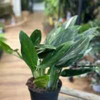 sansevieria moonshine snake plant 21cm pot