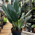 sansevieria moonshine snake plant 21cm pot