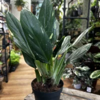 sansevieria moonshine snake plant 21cm pot