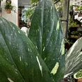 sansevieria moonshine snake plant 21cm pot