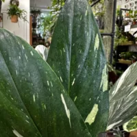 sansevieria moonshine snake plant 21cm pot