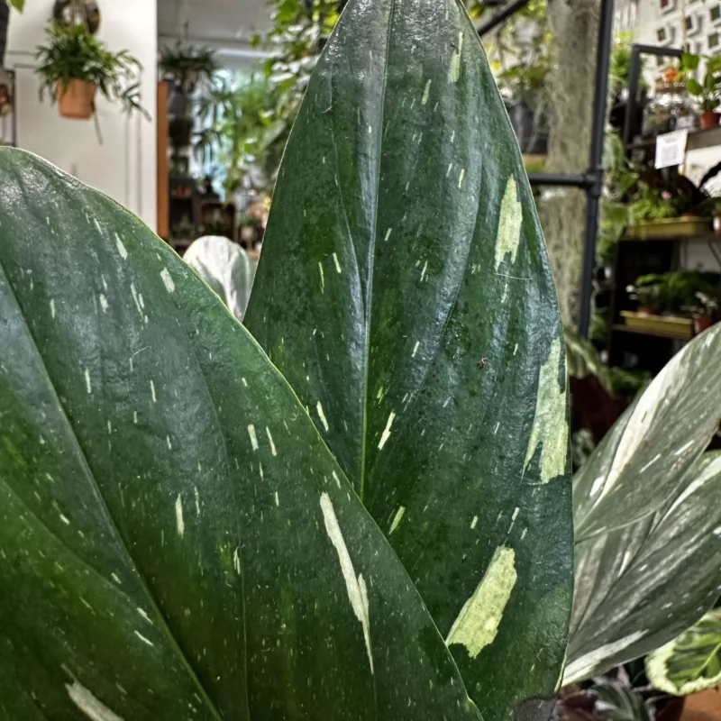 sansevieria moonshine snake plant 21cm pot sansevieria moonshine snake plant 21cm pot