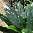 sansevieria moonshine snake plant 21cm pot