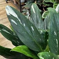 sansevieria moonshine snake plant 21cm pot