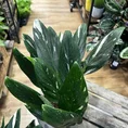 sansevieria moonshine snake plant 21cm pot