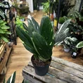 sansevieria moonshine snake plant 21cm pot
