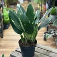 sansevieria moonshine snake plant 21cm pot