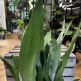 sansevieria moonshine snake plant 21cm pot