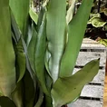 sansevieria moonshine snake plant 21cm pot