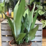Sansevieria Moonshine Snake Plant 24cm pot XL