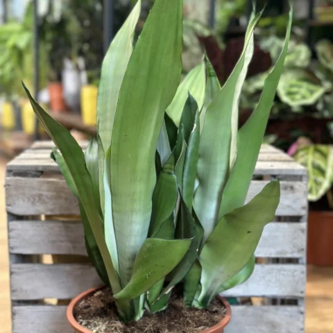 sansevieria moonshine snake plant 21cm pot
