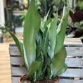 sansevieria moonshine snake plant 21cm pot