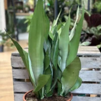 sansevieria moonshine snake plant 21cm pot