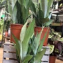 sansevieria moonshine snake plant 21cm pot