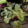 peperomia rosso 5.5cm pot