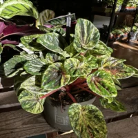peperomia rosso 5.5cm pot
