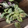 peperomia rosso 5.5cm pot