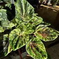 peperomia caperata buenos aires 11cm