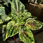 Peperomia Caperata Buenos Aires 11cm
