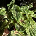 peperomia caperata buenos aires 11cm