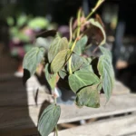 Philodendron Micans Velvet Heart 12cm pot