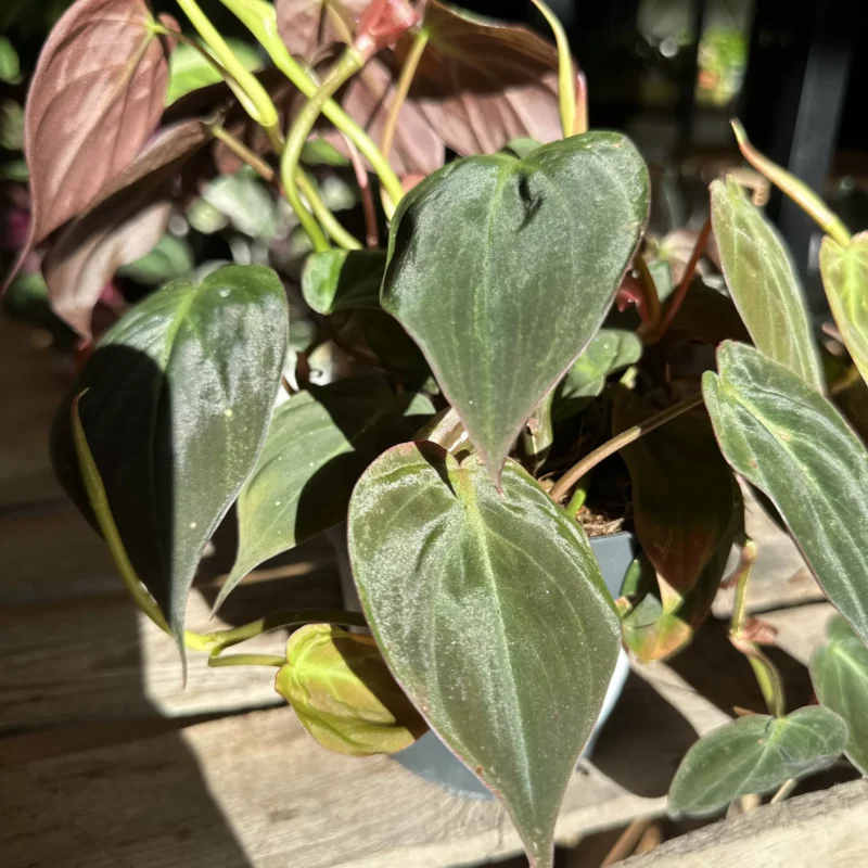 philodendron micans velvet heart 12cm pot (copy) philodendron micans velvet heart 12cm pot (copy)