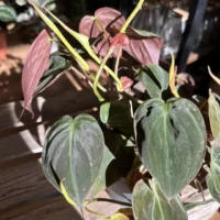 philodendron micans velvet heart 12cm pot (copy)