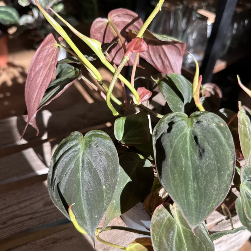 philodendron micans velvet heart 12cm pot (copy) philodendron micans velvet heart 12cm pot (copy)
