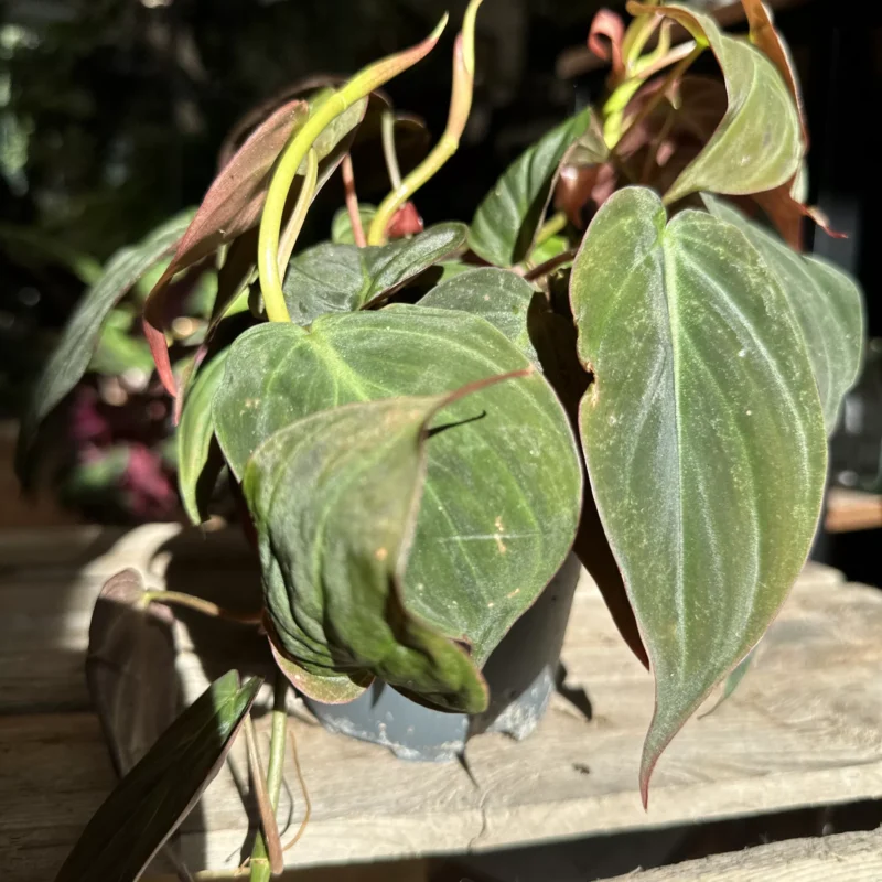 philodendron micans velvet heart 12cm pot (copy) philodendron micans velvet heart 12cm pot (copy)