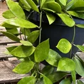 hoya wax plant 12cm pot (copy)
