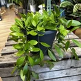 hoya wax plant 12cm pot (copy)