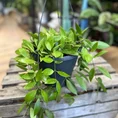 hoya wax plant 12cm pot (copy)