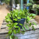 Hoya Gracilis Wax Plant 18cm pot