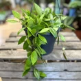 hoya wax plant 12cm pot (copy)