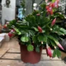 schlumbergera truncata thanksgiving cactus 17cm pot