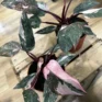 philodendron pink princess variegated 12cm pot