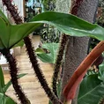 philodendron squamiferum
