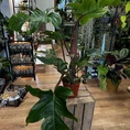 philodendron squamiferum