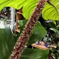 philodendron squamiferum