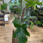 Philodendron Squamiferum 19cm pot