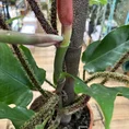 philodendron squamiferum