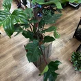 philodendron squamiferum