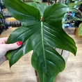 philodendron squamiferum
