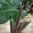 philodendron squamiferum