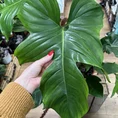 philodendron squamiferum