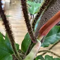 philodendron squamiferum