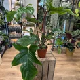 philodendron squamiferum