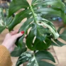 variegated monstera albo 15cm pot