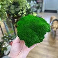 preserved green cushion bun moss 10cm x 15cm (copy)